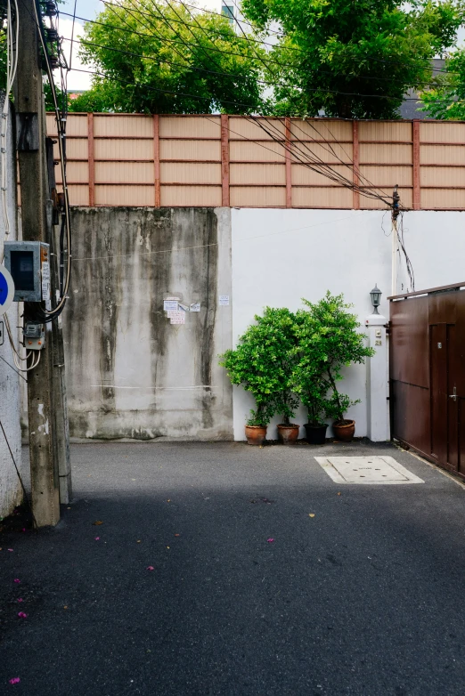 small potted tree in front of concrete wall and fence