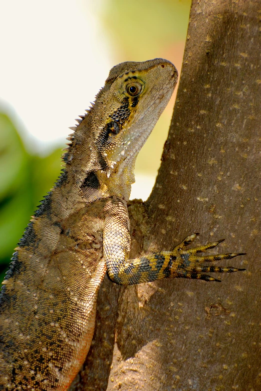 a small lizard hanging on a large tree