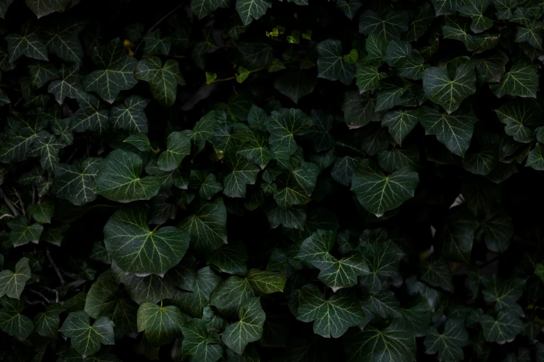 some green leaves and brown spots on the leaves