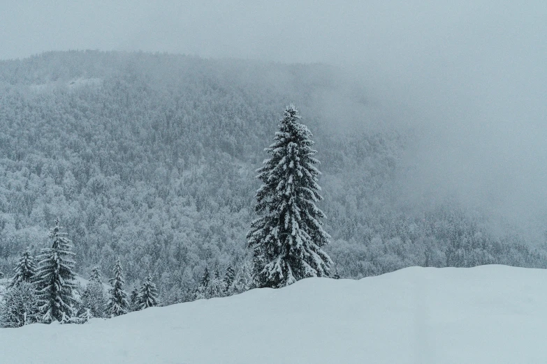 a snow covered hill with a tree near by