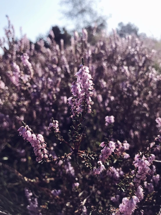 flowers growing in the grass are purple in color