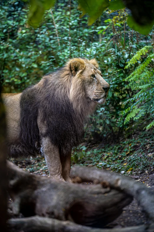 a large male lion standing on top of a lush green forest