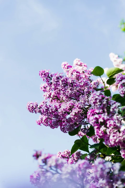 a group of purple lilacs with blue sky in the background