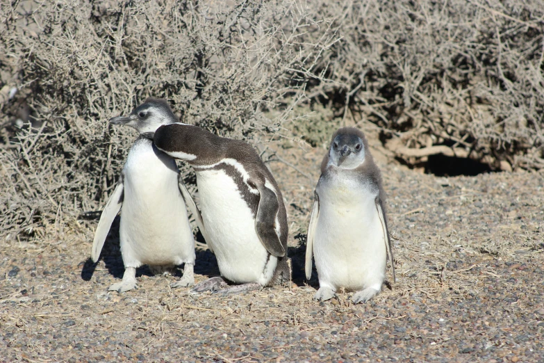 two penguins in the sun on a sandy beach