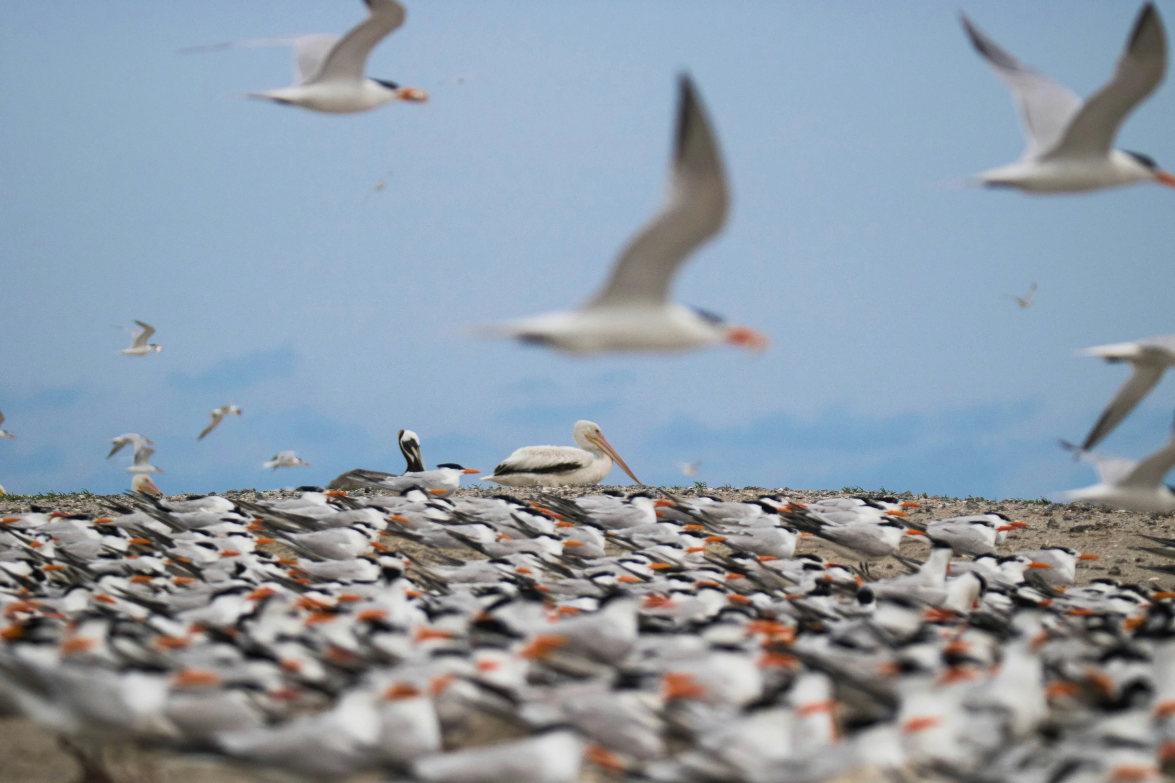 a flock of seagulls standing on a rocky beach