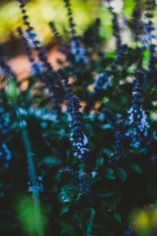 blue flowers that are growing in the grass