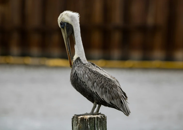 a large bird standing on top of a wooden post