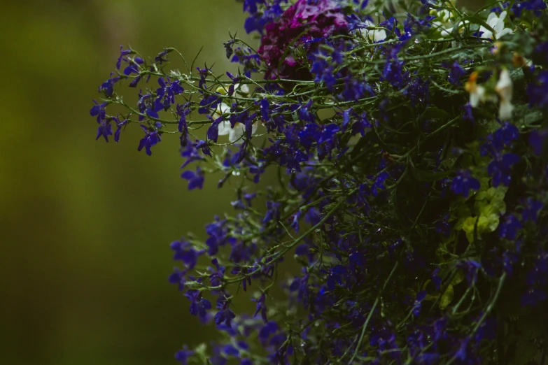 a bunch of blue and purple flowers near one another