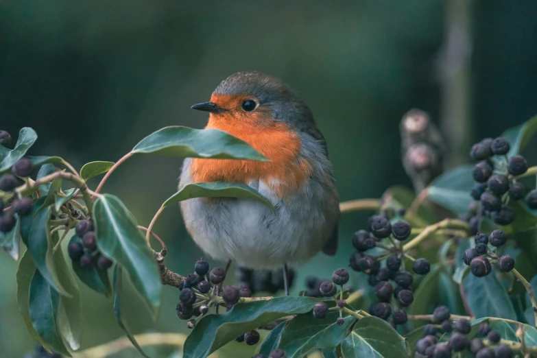 a small bird standing on the edge of some berries