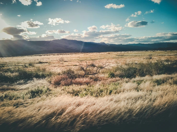 the grassy area in the valley is covered with wild grass