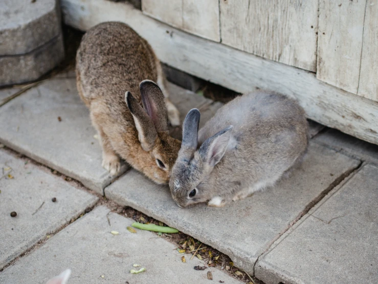 two rabbits sit near one another on cement