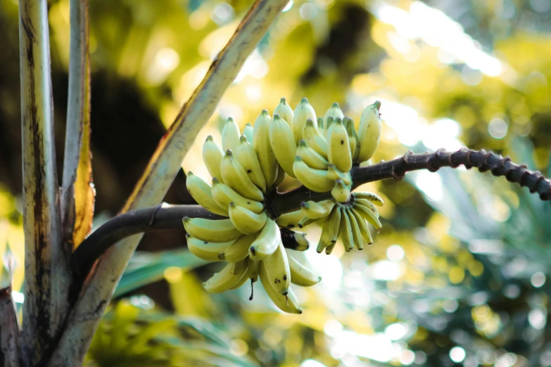 a nch of banana plant on a sunny day