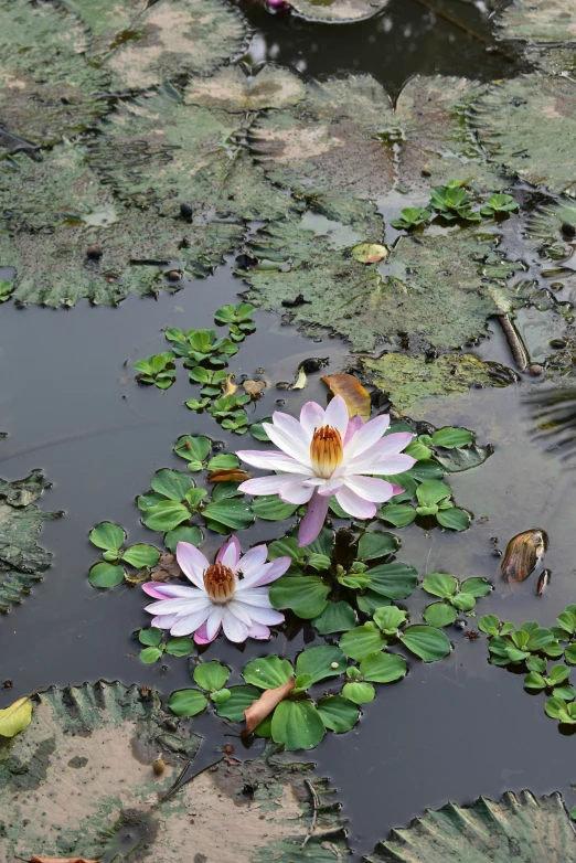 several pink and yellow flowers on a water filled with lily pads