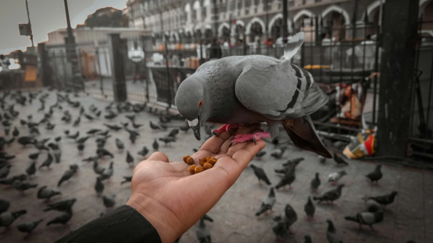 a person feeding pigeons on a city street