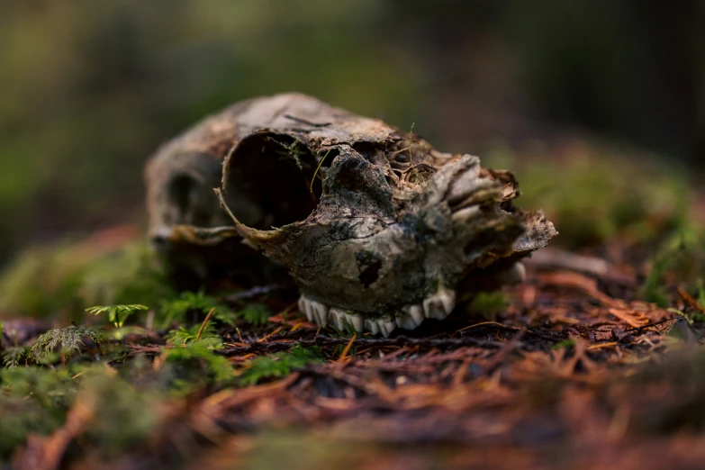 the dead animal was left on the forest floor