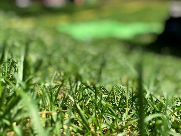 closeup view of green grass and a black object in the background