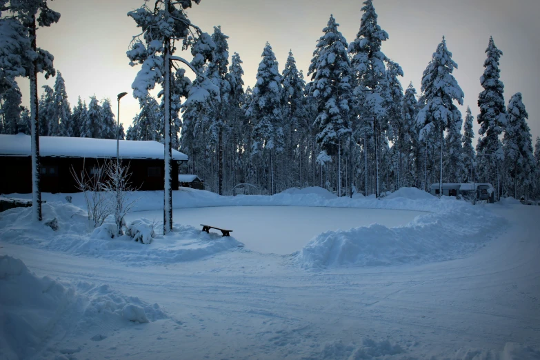 dog is in the middle of the woods in the snow