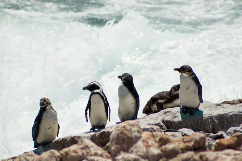 the penguins are standing next to each other on the rocks near the water