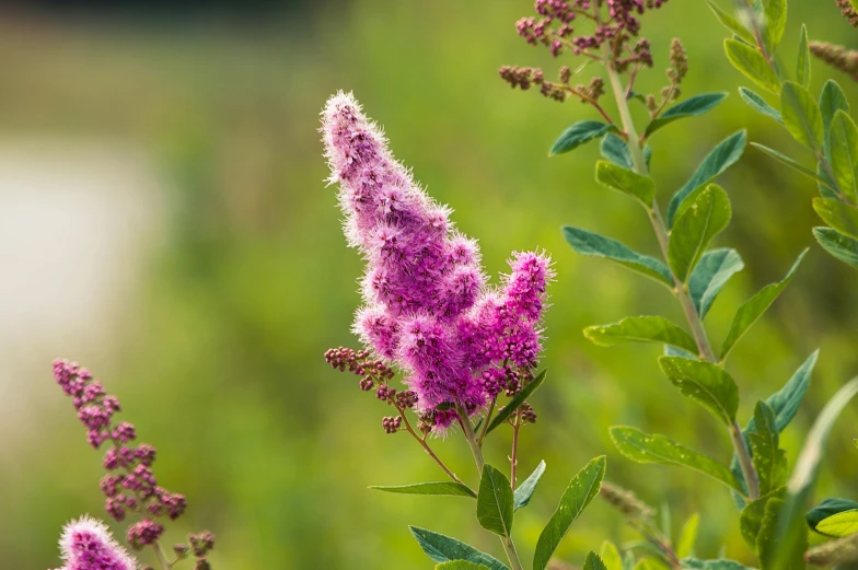 flowers with green leaves are growing outside