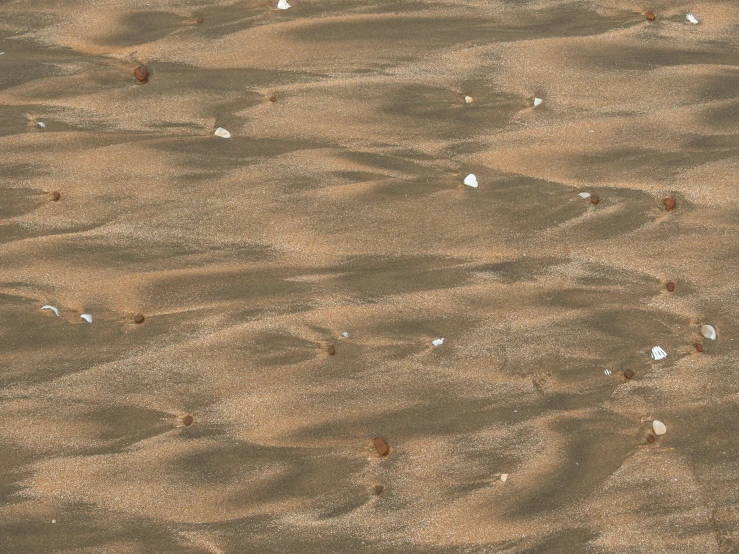 a bird stands on the beach with other seagulls