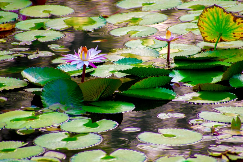 pink lotus flowers and green leaves floating in a pond