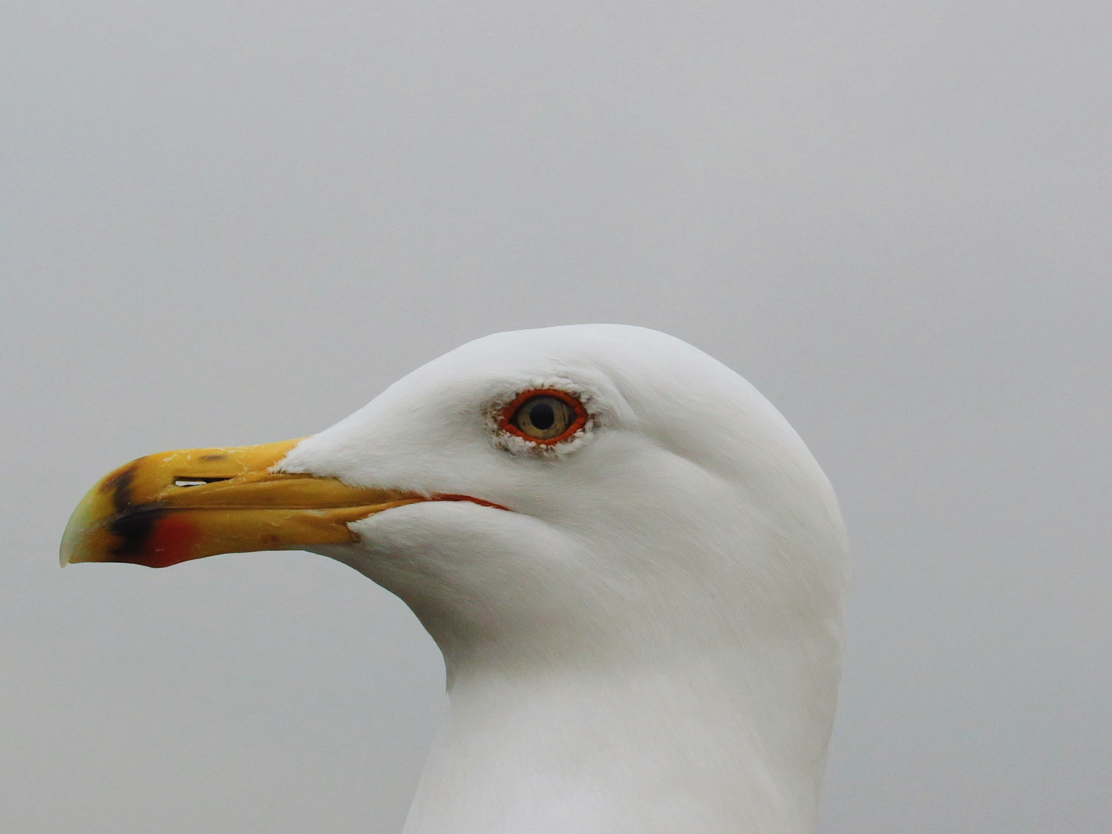 white and yellow bird with orange beak standing near a beach