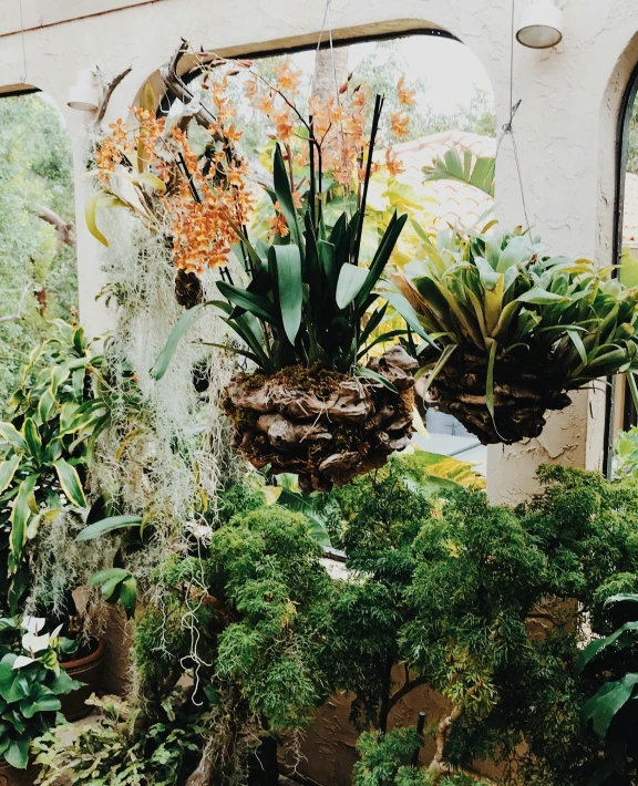 three potted plants sit in a garden in front of windows