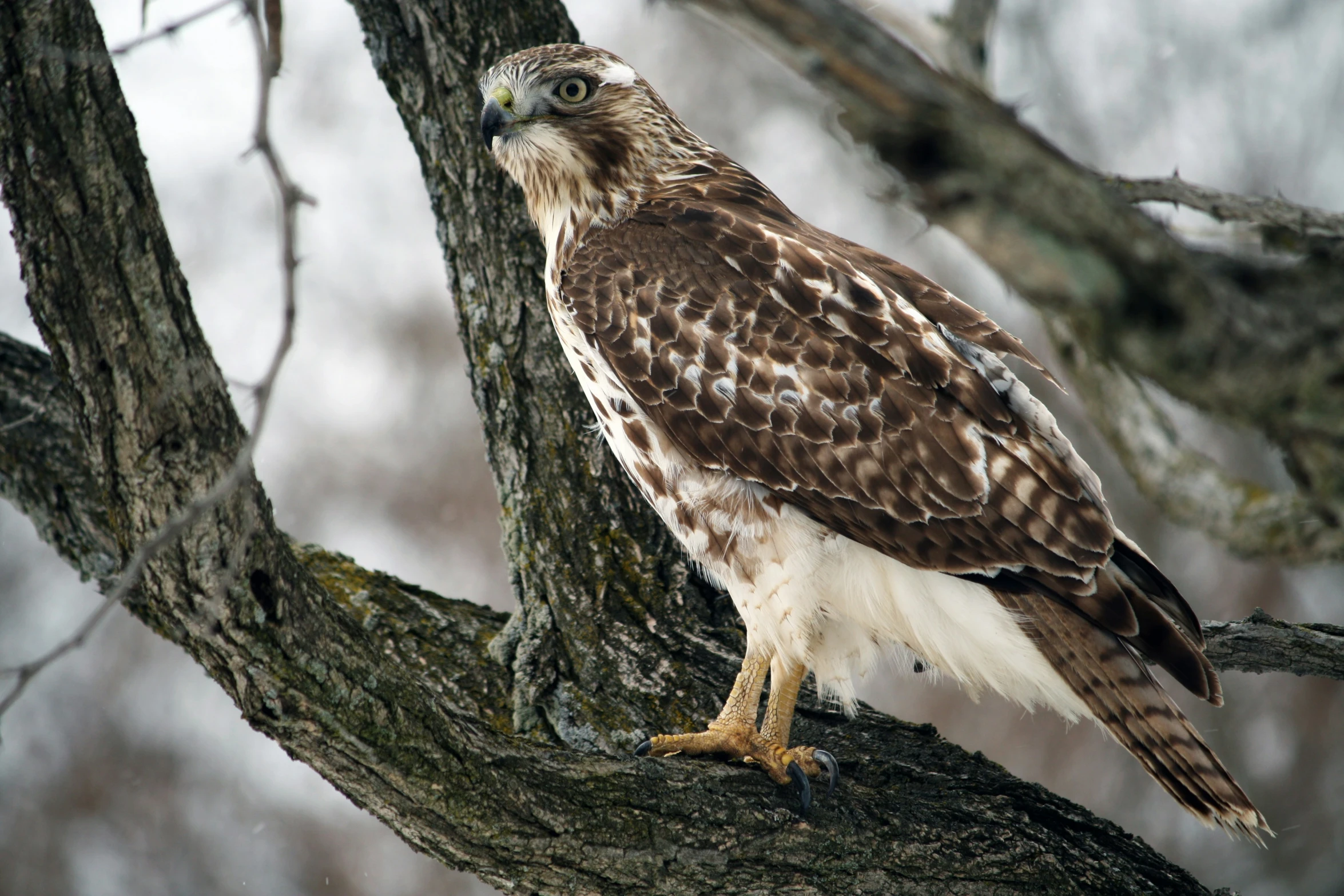 a bird perched on a tree nch with an insect in it's mouth