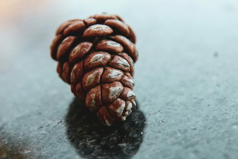 there are three pine cones with one on each