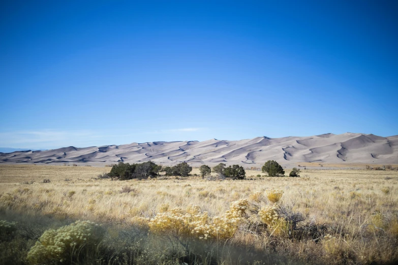 a few bushes and trees in a field