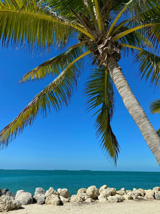 palm trees on the beach with turquoise water in the background