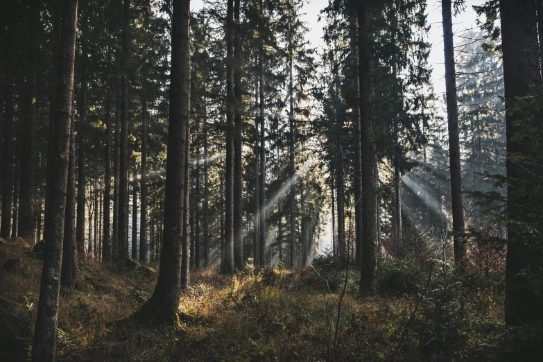 a forest filled with lots of tall trees