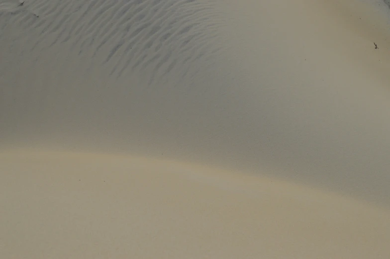 a small bird walking through an empty area of sand