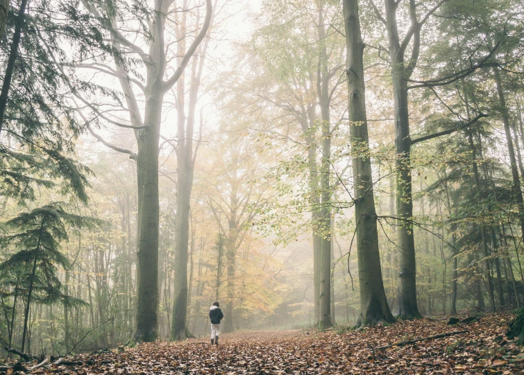 person walking on trail in forest with leaves all over