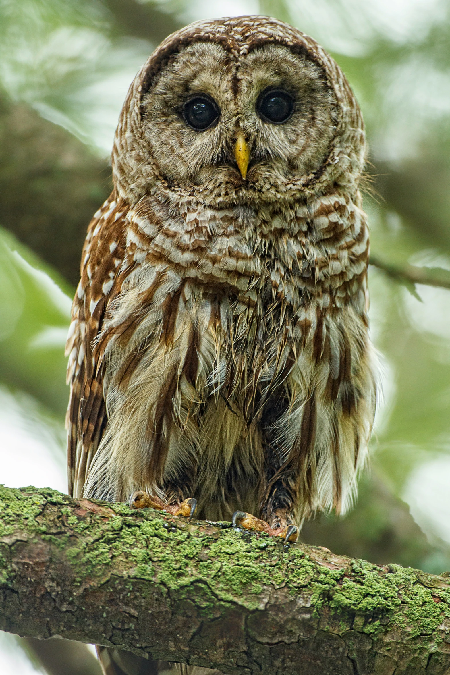 an owl standing on a nch near trees