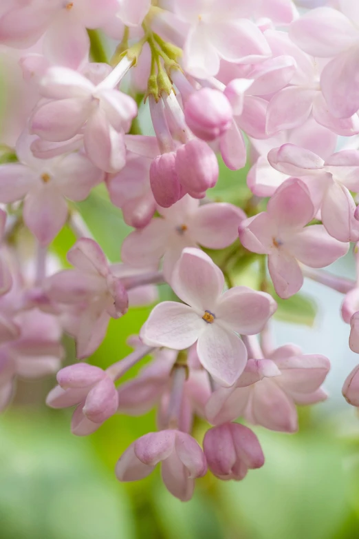 pink lilas and leaves of the plant are close up