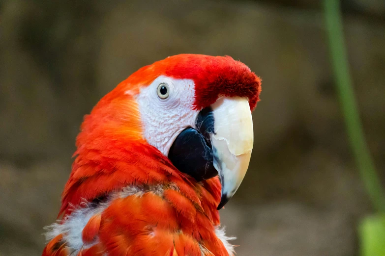 a colorful parrot with blue and red feathers standing on the ground