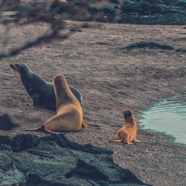 the baby seal lies in front of a mother on a rocky shoreline