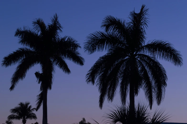 the two palm trees are very tall with the sky in the background