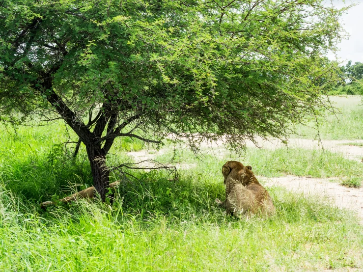 a young lion rests under the shade of a tree