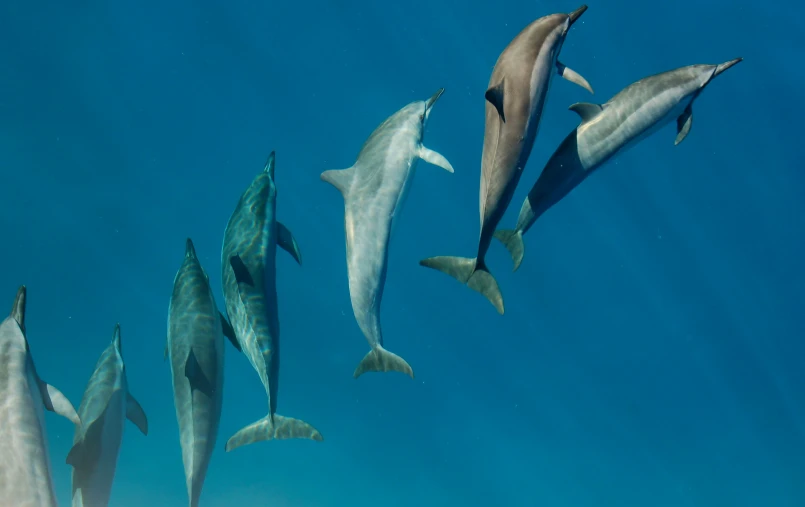 group of dolphins swimming together underwater in the ocean