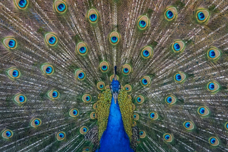 a very colorful bird displaying its feathers out