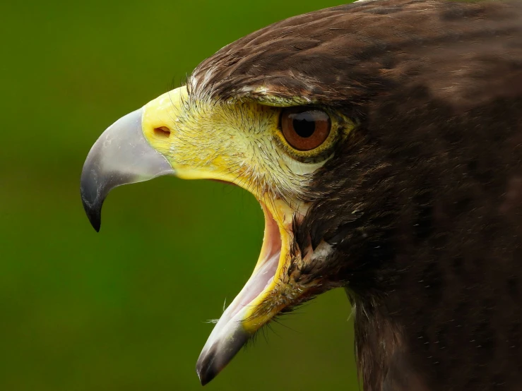 an eagle with a very big mouth and one eye open