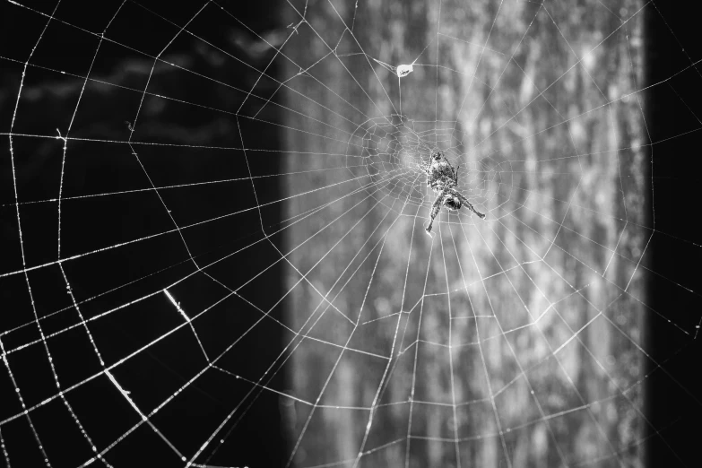 spider web with white spots in the middle