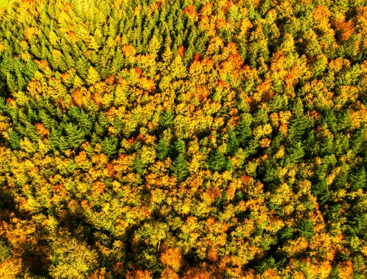 a green and yellow field of bushes covered in fall leaves