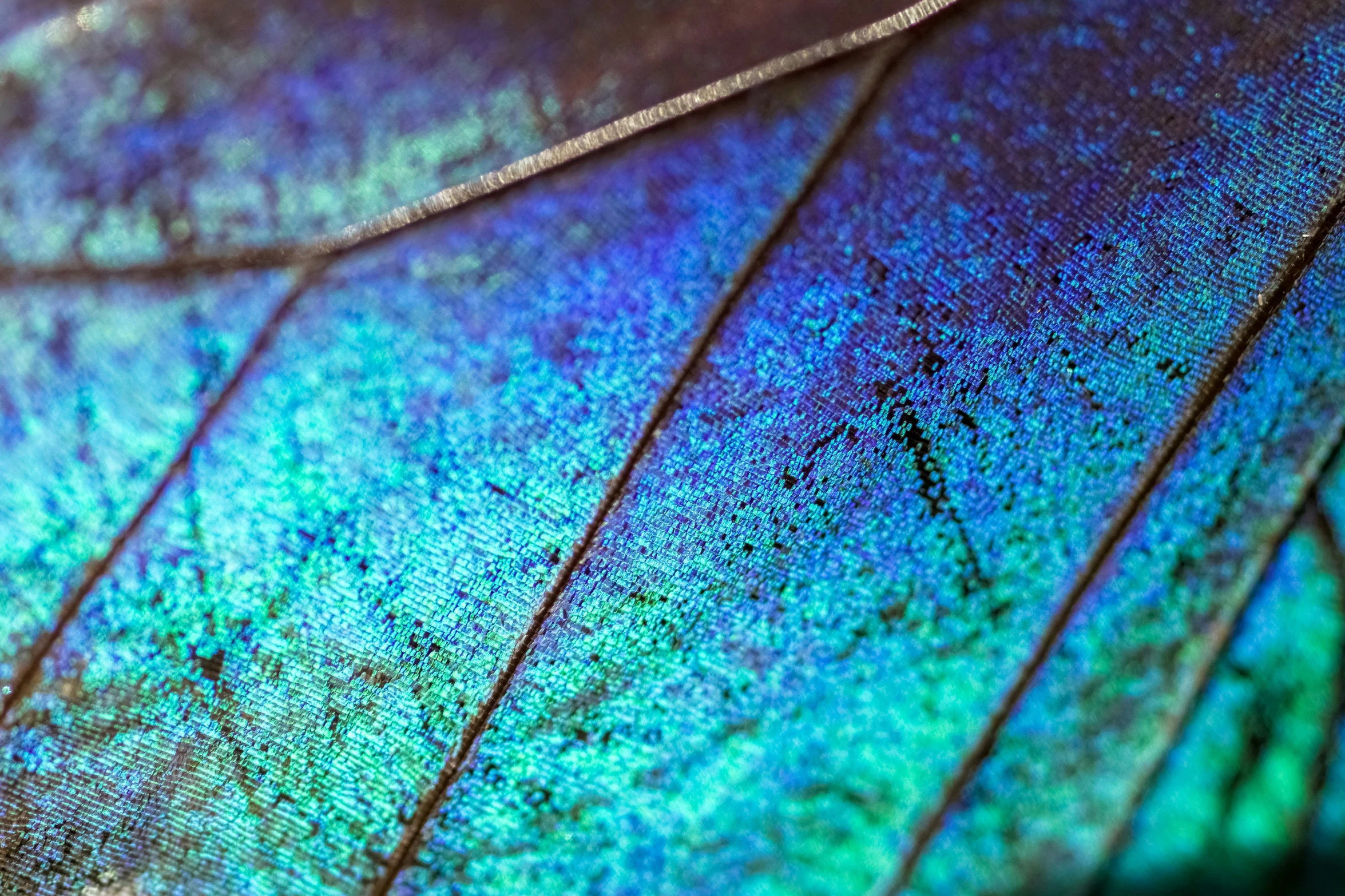 close up of a green leaf with lines and text on it