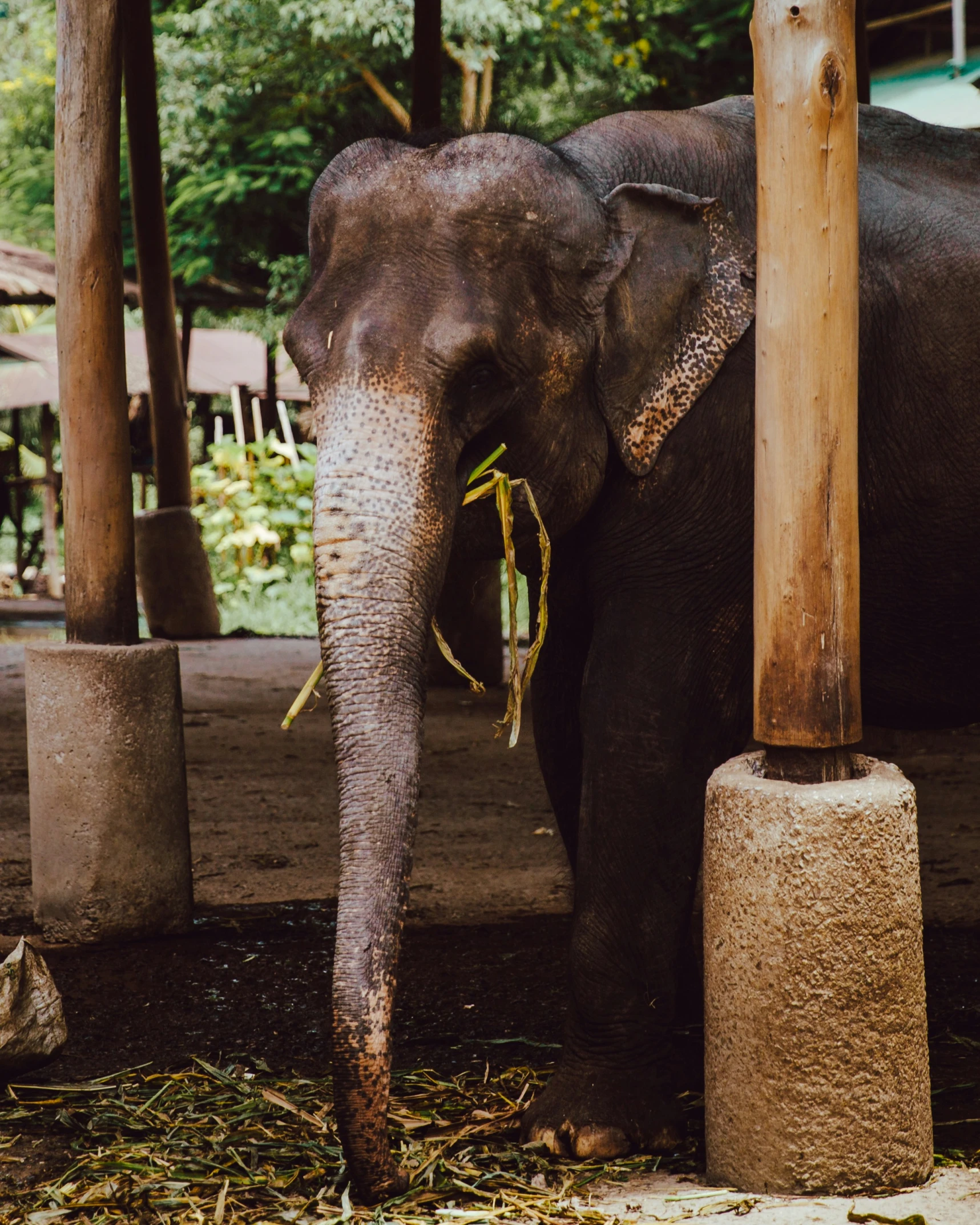 an elephant in captivity at a zoo feeding