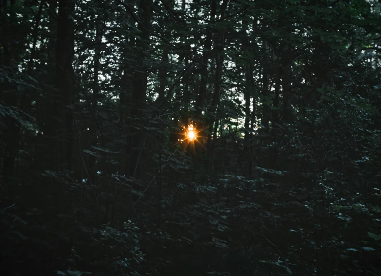 the view from inside the trees with lights shining on them