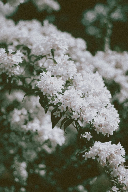 the white flowers are in full bloom outside