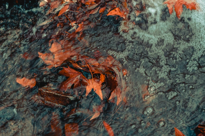 leaves are seen floating in a pool of water